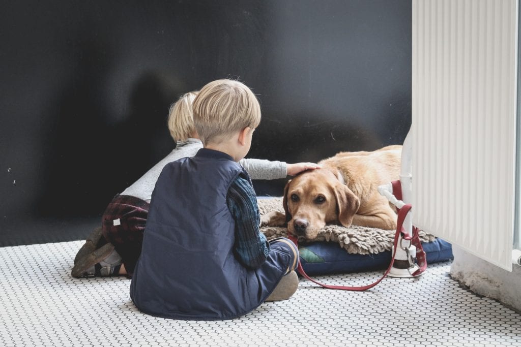 Kids and Dogs: Positive reinforcement